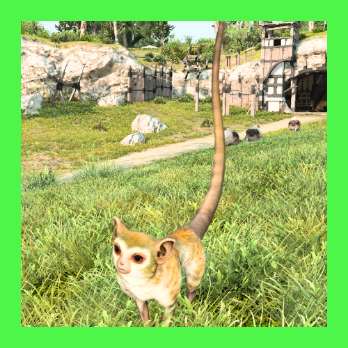 ガラゴ