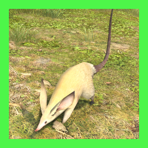 ラット